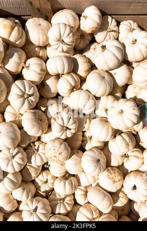 Piccole zucche in vendita presso un mercato agricolo vicino a Fontana, Wisconsin, America Foto Stock