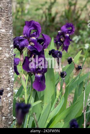 fiori di viola di un giglio Foto Stock