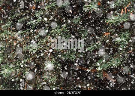 Neve sfondo invernale e pino sempreverde albero di natale Foto Stock