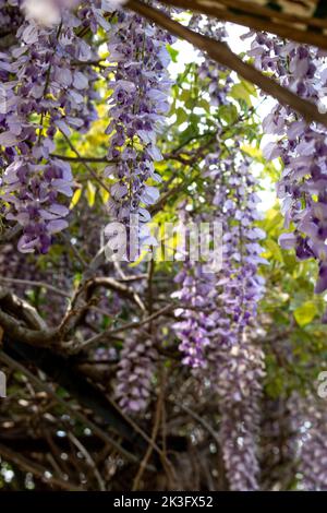 bellissimi fiori profumati di glicine Foto Stock