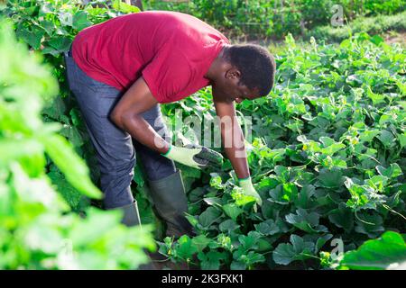 Agricoltore afroamericano che raccoglie cetrioli in giardino Foto Stock