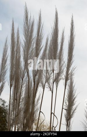 Cortaderia Selloan particolare della vegetazione Foto Stock