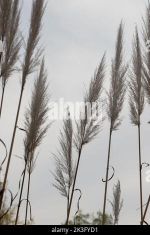 Cortaderia Selloan particolare della vegetazione Foto Stock