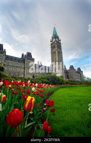 Tulipani di fronte alla Peace Tower del Parlamento Canadese durante il Canadian Tulip Festival Foto Stock