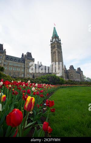 Tulipani di fronte alla Peace Tower del Parlamento Canadese durante il Canadian Tulip Festival Foto Stock