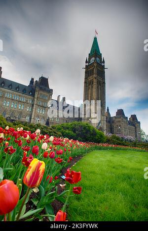 Tulipani di fronte alla Peace Tower del Parlamento Canadese durante il Canadian Tulip Festival Foto Stock