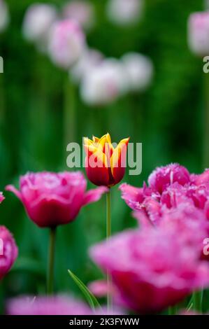 Fuoco su un tulipano rosso e giallo fra quelli rosa. Foto Stock