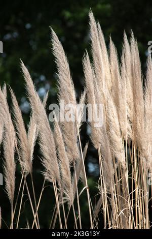 Cortaderia Selloan particolare della vegetazione Foto Stock