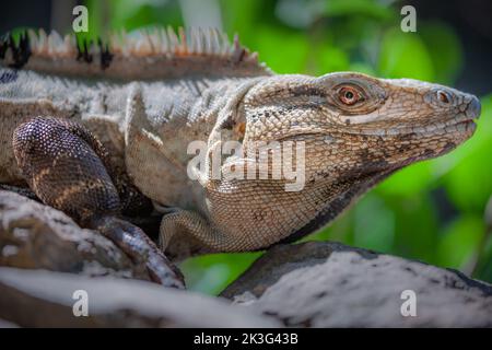 Primo piano di Iguana dalla coda spinosa in una giornata di sole a Cancun, Caraibi messicani Foto Stock