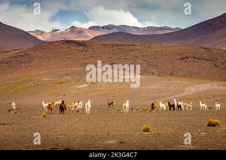 Gruppo di Guanacos e lama nel deserto di Atacama, Andes altiplano Foto Stock