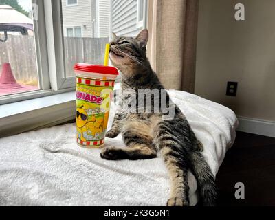 Morphy il gatto di tabby Foto Stock