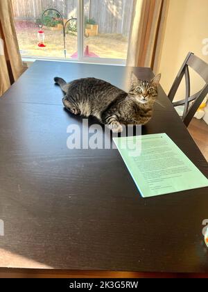 Morphy il gatto di tabby Foto Stock
