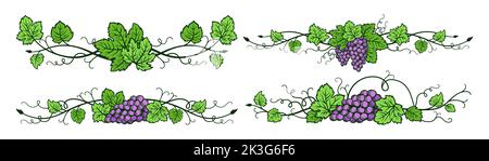 Grappe vine divisore mazzi vintage set. Abbozzare i bordi delle decorazioni del vino disegnate a mano, la struttura floreale del bacche dell'uva. Elementi decorativi antico ornamento vigneto per l'imballaggio di disegno vettoriale Illustrazione Vettoriale