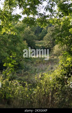 Il fiume Avon è appena visibile attraverso gli alberi dal vecchio percorso di traino del canale / Avon Valley Cycle Route / Walking Route tra Pewsham e Lacock, Wiltshire Foto Stock