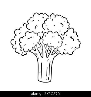 Cavolo di broccoli isolato su fondo bianco. Cibo biologico sano. Disegno vettoriale a mano in stile doodle. Perfetto per carte di credito, logo, arredamento Illustrazione Vettoriale