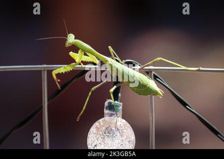 Arizona mantis o Stagmomantis limbata camminare lungo una recinzione a Payson, Arizona. Foto Stock