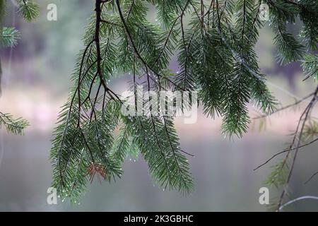 Primo piano degli aghi di pino con gocce d'acqua sul lago Woods Canyon vicino a Payson, Arizona. Foto Stock