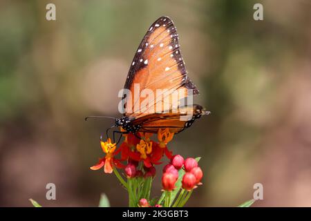 Farfalla regina femmina o Danaus gilippus che si nutrono su alghe da latte in un giardino a Gilbert, Arizona. Foto Stock