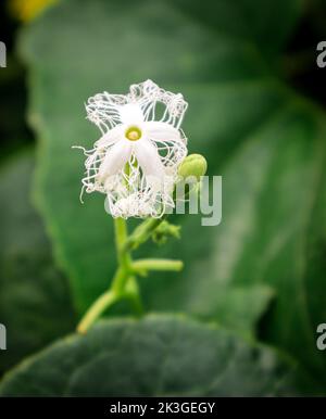 Fiore estivo in bangladesh Foto Stock