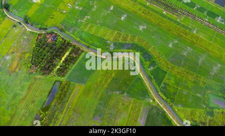 Vista aerea di un sistema di canali di irrigazione in una zona agricola o piantagione nel nord della Thailandia. Vista dall'alto della bellissima zona verde di riso giovane Foto Stock