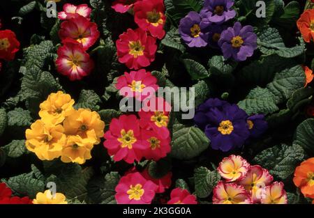PRIMO PIANO DEI COLORI ASSORTITI DEI FIORI DI PRIMULA COMUNEMENTE CONOSCIUTI (POLYANTHUS) ANCHE CONOSCIUTI COME PRIMULE INGLESI. Foto Stock
