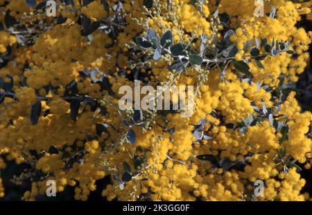 PRIMO PIANO DELLE FOGLIE E DEI FIORI SU UN ALBERO DI ACACIA (NOTO ANCHE COME WATTLE). Foto Stock