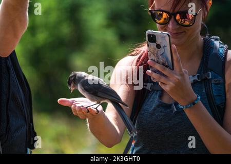 Una donna scatta una foto di un Jay canadese che è atterrato sulla sua mano. Foto Stock