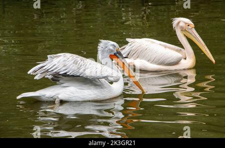 Il pellicano dalmata (Pelecanus crispus) con il grande pellicano bianco (Pelecanus onocrotalus) nuotano sull'acqua Foto Stock