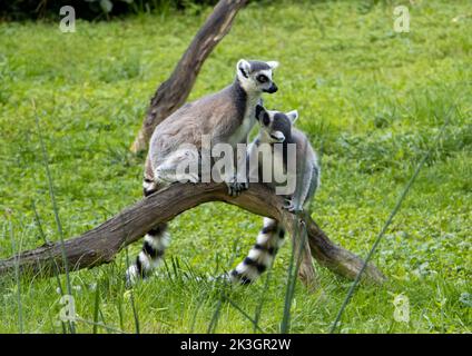 Una famiglia di lemuri dalla coda ad anello (Lemur catta) su un prato Foto Stock