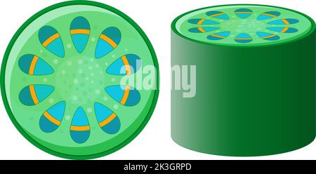 sistema tissutale vascolare di pianta. xylem e phloem. Sezione trasversale dello stelo della pianta. Vista dall'alto e vista laterale. Illustrazione vettoriale. Illustrazione Vettoriale