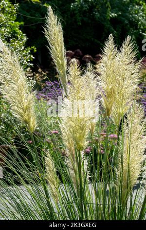 Erba di Pampas, erba di Pampas nana, pumila di Cortaderia selloana, panicole Foto Stock