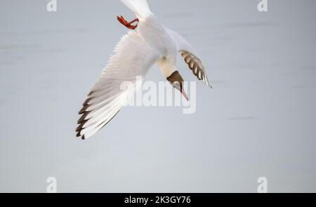 Gabbiano a testa nera che si tuffa nella sua preda Foto Stock