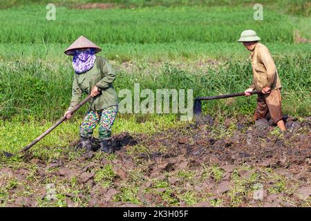 Signora vietnamita che indossa cappello di bambù che lavora in risaia, Hai Phong, Vietnam Foto Stock