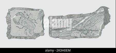 Pietra con impronte di scheletri di animali preistorici, insetti e piante. Archeologia grigia, frammenti di rocce di crack, massi di detriti. Set di Illustrazione Vettoriale