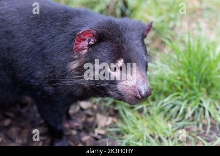 Diavolo della Tasmania in Tasmania Australia Foto Stock