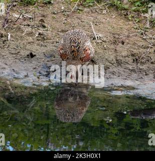 Comune fagiano femmina acqua potabile Foto Stock