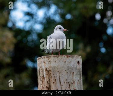 Gabbiano con testa nera in piedi su un palo di metallo Foto Stock