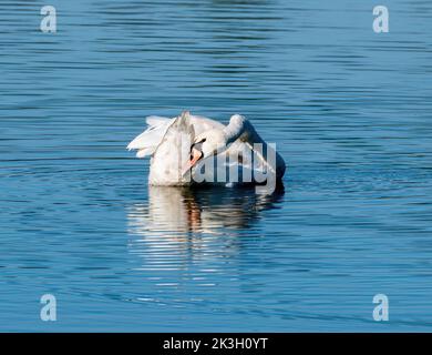 Muto Swan innaffi le sue piume mentre nuotano in un lago Foto Stock