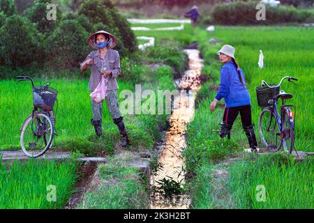 Operai agricoli vietnamiti e biciclette in risaia, sera, Hai Phong, Vietnam Foto Stock