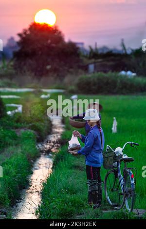 Operai agricoli vietnamiti e biciclette in risaia, tramonto, Hai Phong, Vietnam Foto Stock