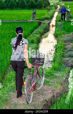Operai agricoli vietnamiti e biciclette in risaia, sera, Hai Phong, Vietnam Foto Stock