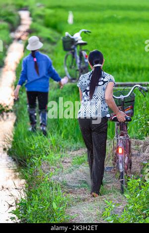 Operai agricoli vietnamiti e biciclette in risaia, sera, Hai Phong, Vietnam Foto Stock