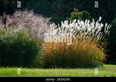 Erba ornamentale del giardino grumi alti, Miscanthus Purpurascens, Miscanthus sinensis luce del sole erba fiamma, teste di semi piume, prato lungo giardino scenografico Foto Stock