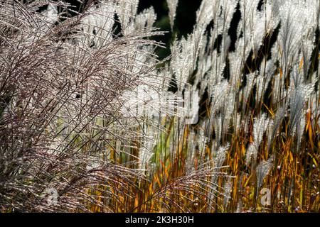 Teste di semi di piume, luce solare, erba di fiamma, Miscanthus sinensis, Eulalia, Teste di semi, lucenti, panicole, teste di semi Foto Stock