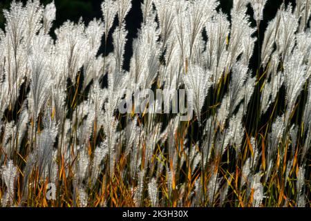 Autunno Rosso Miscanthus purpurascens Feathery testa di seme, ornamentale, erba panicoli fiamma erba, Miscanthus sinensis, perenne in sole teste di mare Foto Stock