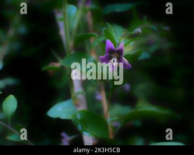 Sfondo naturale composto da un fiore goji sul suo ramo con uno sfondo scuro e sfocato. Foto Stock