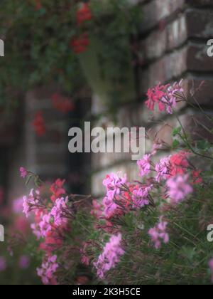 Sfondo naturale sfocato composto da fiori di geranio rosa, focalizzato su un fiore al centro. Sfondo muro di mattoni sfocati. Ripresa con le vintage Foto Stock