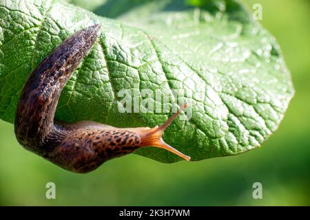 Lumaca senza guscio. Leopardo Slug Limax maximus, famiglia Limacidae, striscie su foglie verdi. Primavera, Ucraina, maggio. Foto di alta qualità Foto Stock