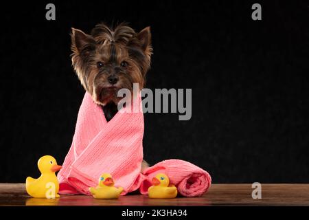 Il cane carino è pronto per un bagno. Il corriere dello Yorkshire è avvolto in un asciugamano. Concetto di cura del cane. Foto Stock