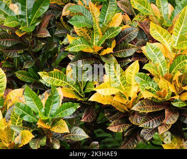 Primo piano di una pianta di Codiaeum variegatum croton multicolore con grandi foglie colorate alla luce naturale del sole nel giardino. Foto Stock